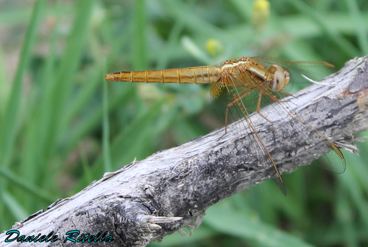 Richiesta identificazione, grazie! Crocothemis erythraea